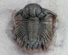 Detailed, Acanthopyge (Lobopyge) Trilobite - Nicely Prepared #58730-1